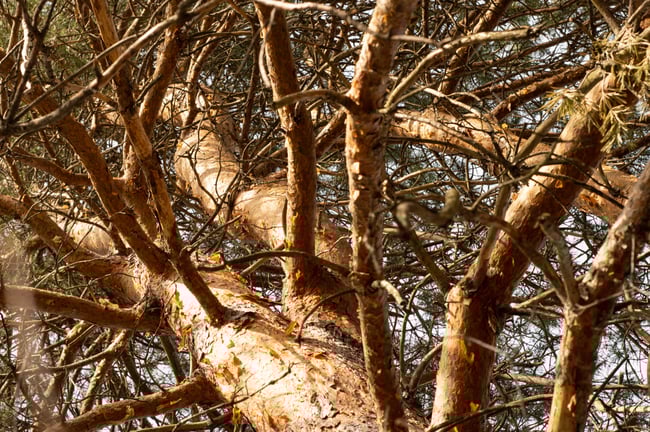 Résine de Pin Sylvestre