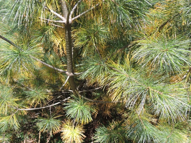 Résines de Pin Blanc