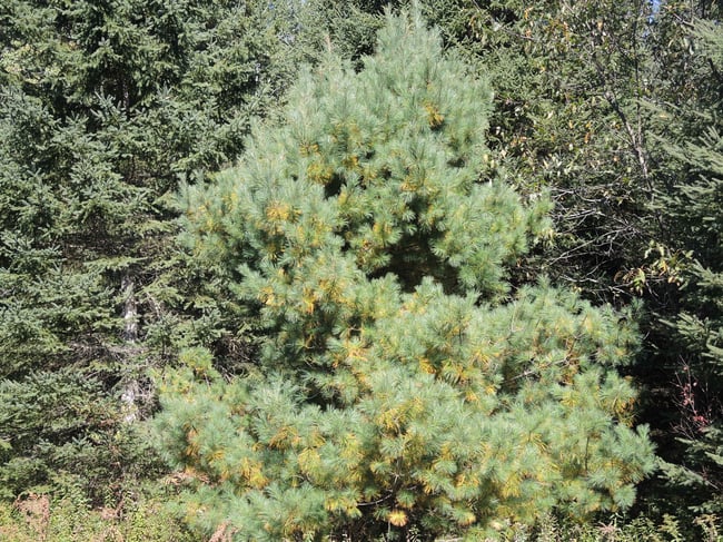 Résines de Pin Blanc