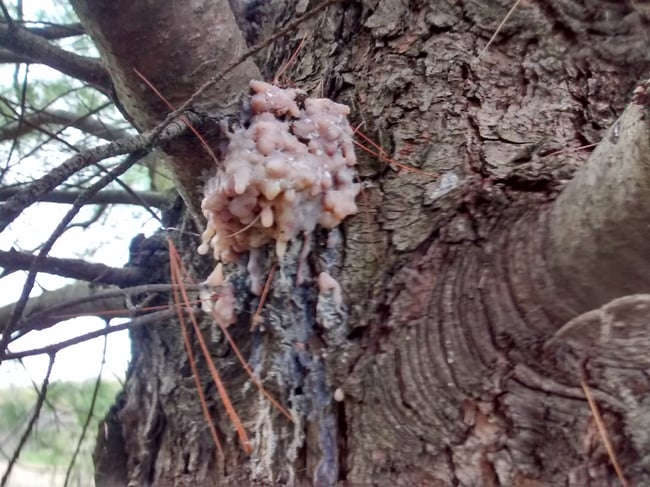 Résines de Pin Blanc