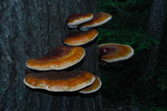 Reishi Sauvage Séché 2025