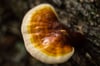 Reishi Séché 2024
