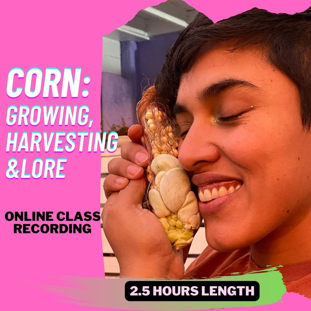 Image of CORN:  growing,  harvesting  &LORE 