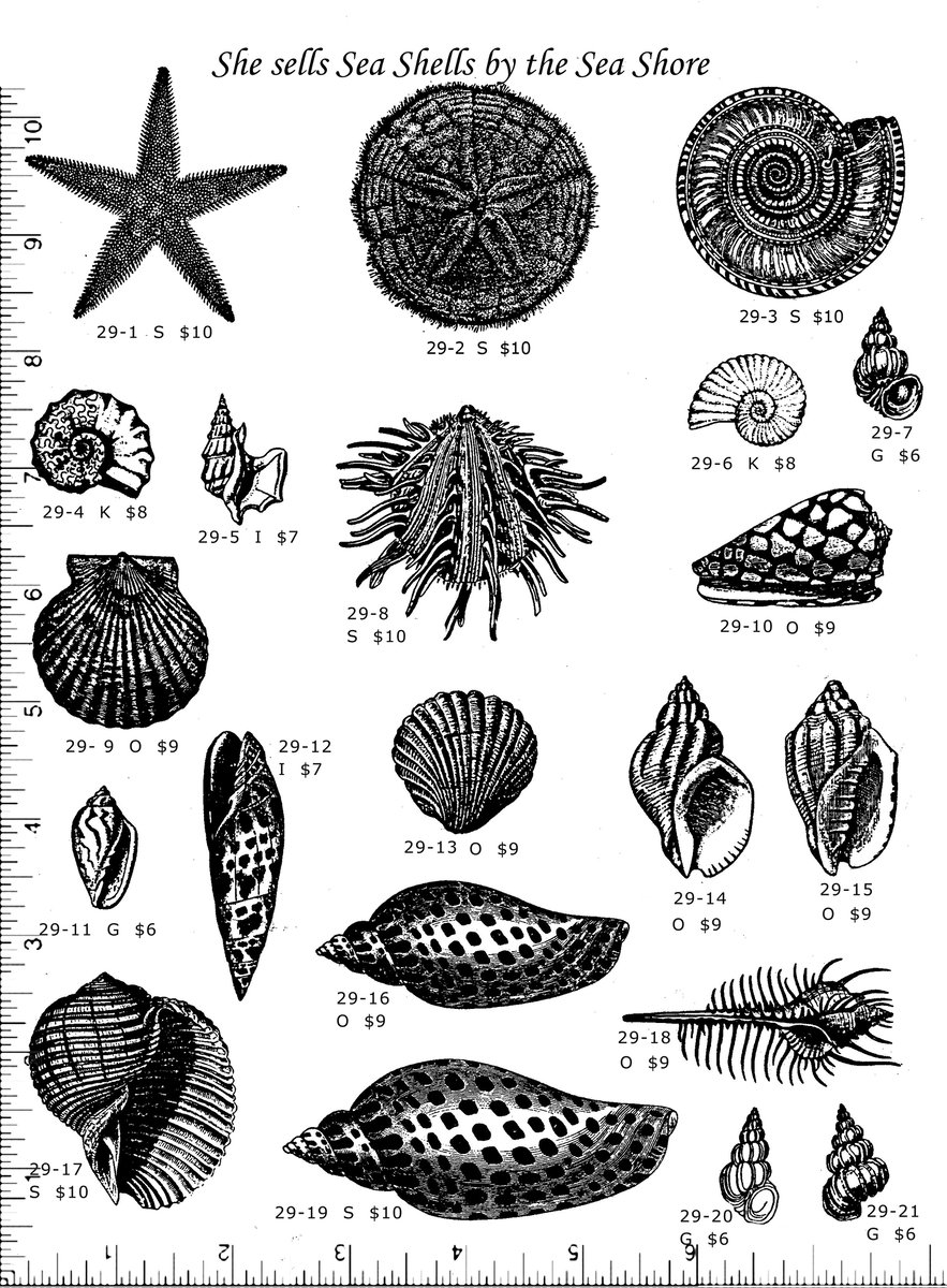 Sea Shell Rubber Stamps P29 | Casey Rubber Stamps