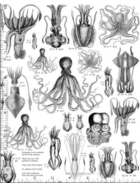 Octopus & Squid Rubber Stamps P32