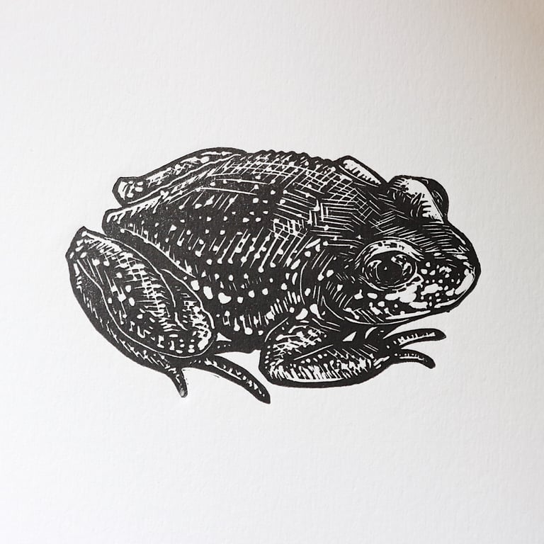 Midnight Toad Image 3