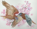 Image 2 of Sparrow Hawks & Red Buds