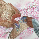 Image 1 of Sparrow Hawks & Red Buds