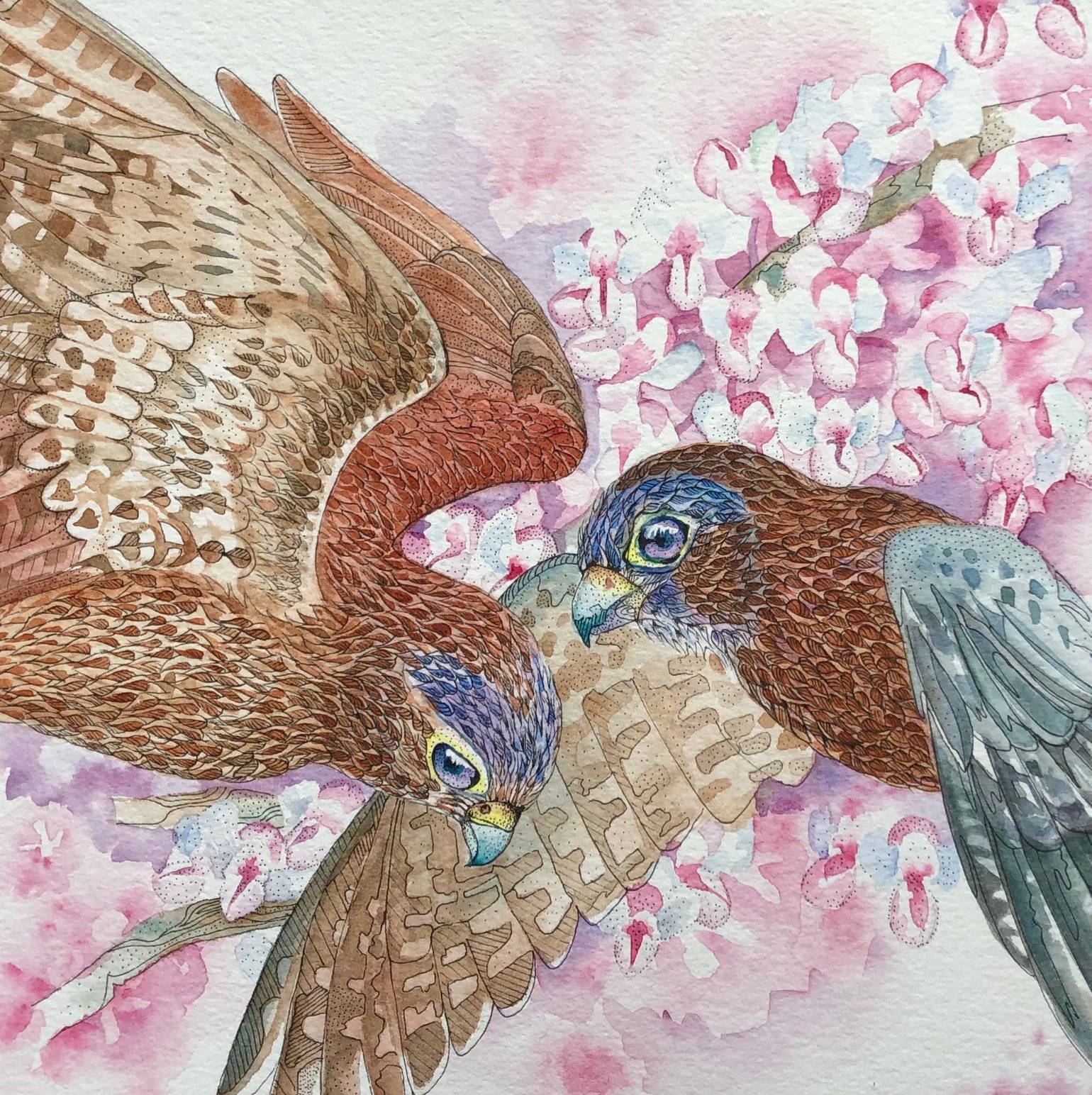 Image of Sparrow Hawks & Red Buds