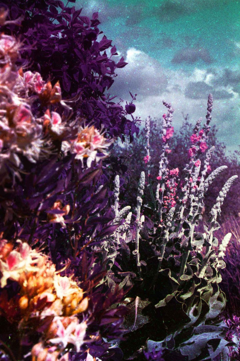 Image of Spring Vibes.