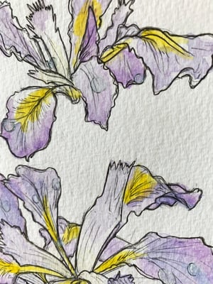 Irises (sketchy)