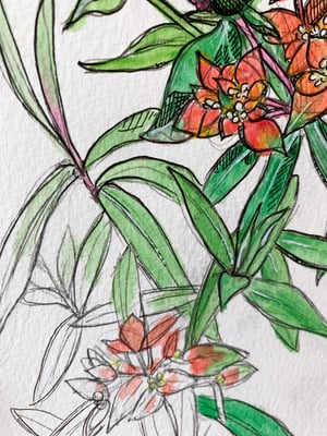 Orange flowers (sketchy)