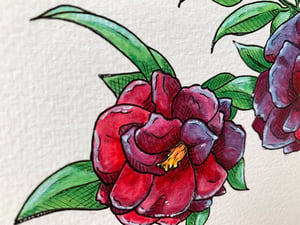 Two camellias