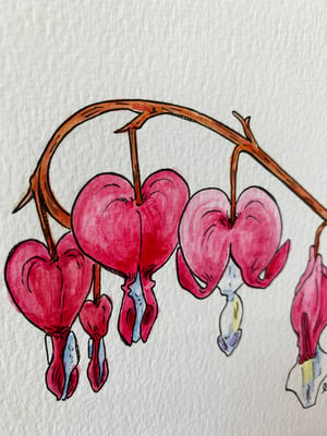 Bleeding hearts