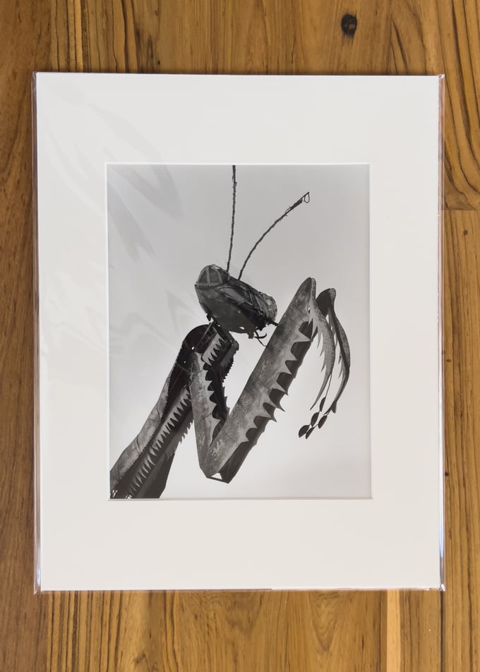 Image of Praying Mantis - Ready To Frame 11 x 14