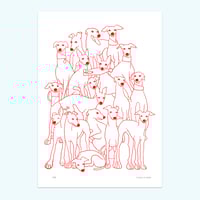 Image 1 of Shades of iggies