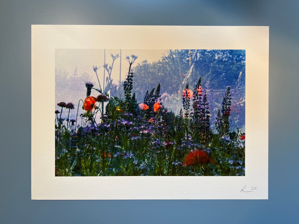 Image of Magic Meadow. - ON SALE
