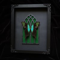 Image 1 of Gothic Arch -Papilio Adamantius Swallowtail Butterfly