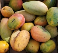 Premium Fresh Mangos Box