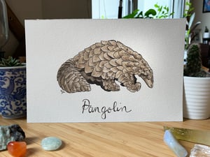 Pangolin