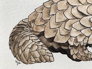 Pangolin