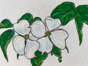 Dogwood blossoms