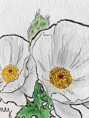 White Poppy (My bane my antidote)