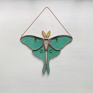 Image of Luna Moth no.4