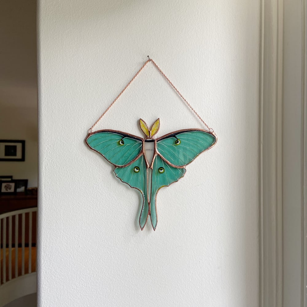 Image of Luna Moth no.4