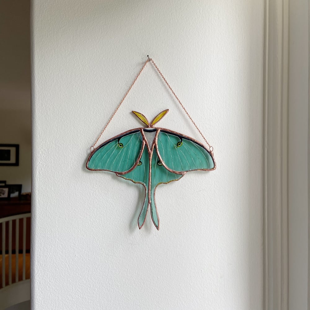 Image of Luna Moth no.5