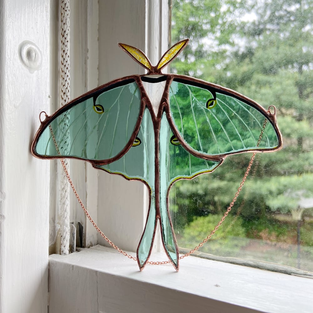 Image of Luna Moth no.5