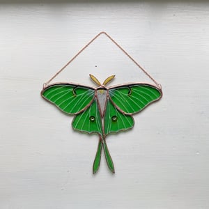 Image of Luna Moth no.6