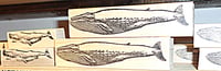 Image 2 of Whales & Shells P44