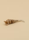 Malaika Shell 2