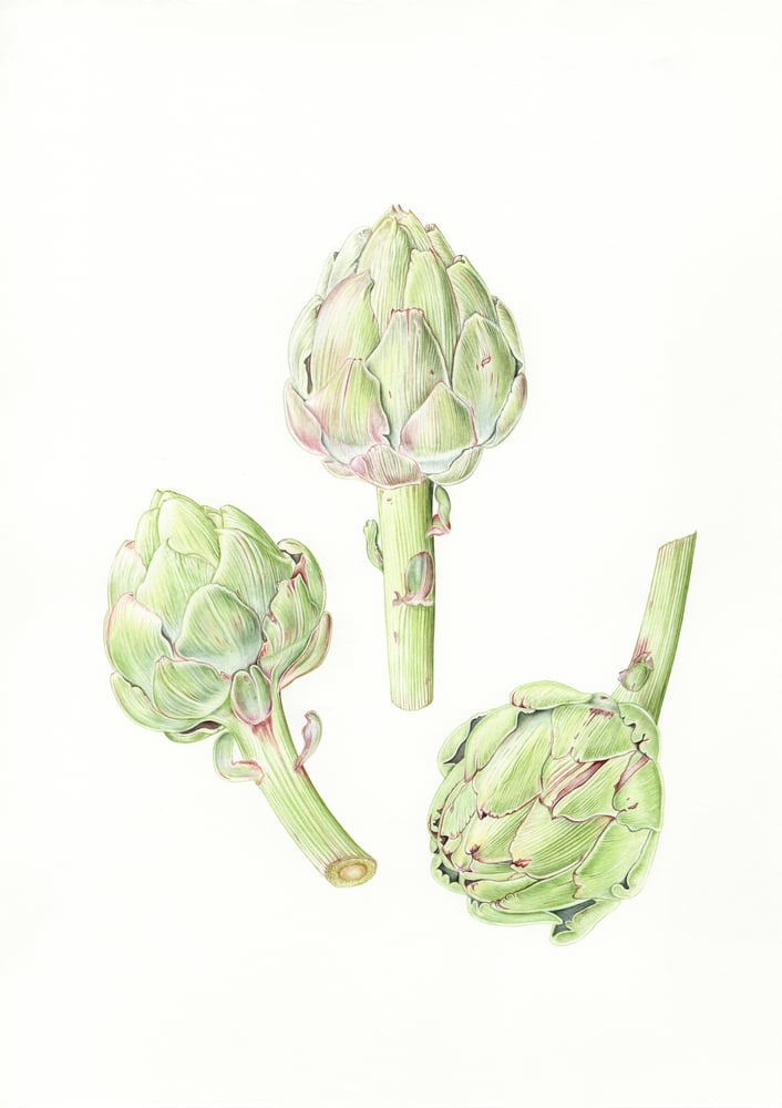Image of Three Globe Artichokes - Original