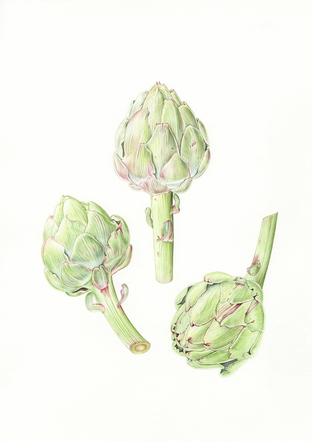 Image of Three Globe Artichokes - Original