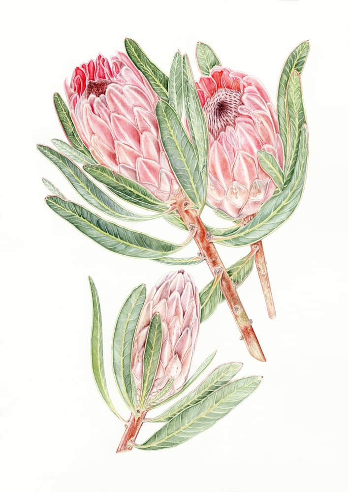 Image of Protea - Original Watercolour
