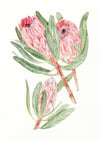 Protea - Original Watercolour