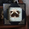 Butterfly in a decorated frame