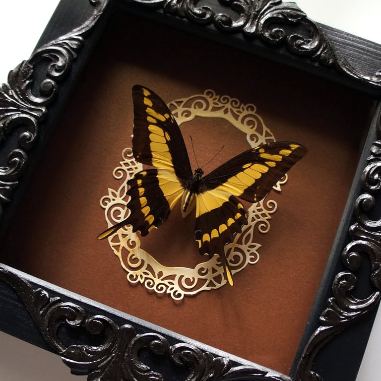 Real preserved butterfly in a decorated frame Image 3