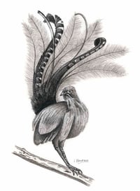 Image 1 of 'Nigel' the Lyrebird Fine Art Print