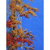 Image 1 of - Royal Blue Vibrance -