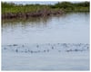 Bonefish Circle (Belize) - 16 x 20 Signed Photo by Al Q