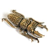 Stag Beetle - Brass Insect Ornament