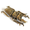 Stag Beetle - Brass Insect Ornament