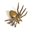 Tarantula - Brass Insect Ornament
