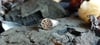 Rain Drop Signet Ring