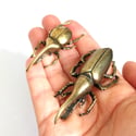 Hercules Beetle - Miniature Brass Insect Ornament