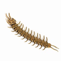 Image 2 of Centipede - Brass Insect Ornament