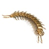 Centipede - Brass Insect Ornament